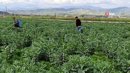 Taze baklanın hasadı gecikti, nisan ayında sofralarda