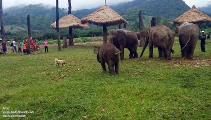 Insolite : un éléphant n’arrive pas à attraper un chien.