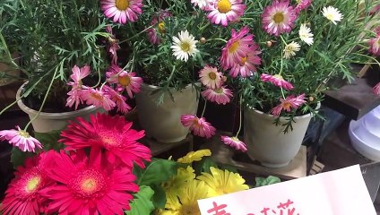 東京, 美しい花 - Flowers Beautyful in Shinjuku Station