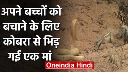 Children को बचाने के लिए जहरीले Cobra से भिड़ गई Squirrel, Video Viral | वनइंडिया हिंदी