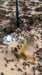 İran ve Irak'a ulaşan çekirge istilasının ülkemize de gelmesi bekleniyor