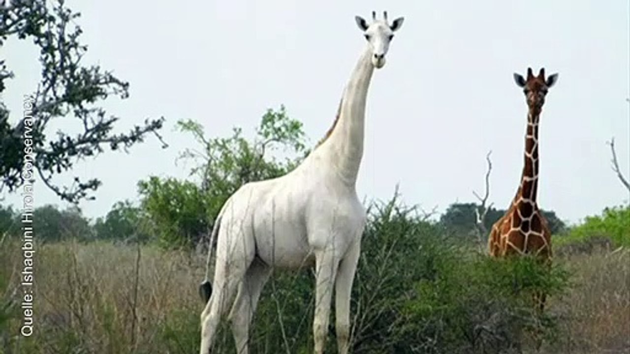 Wilderer töten seltene weiße giraffe