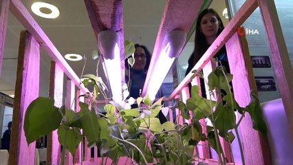 Evin Bodrumunda Güneş Görmeden Sebze Ürettiler