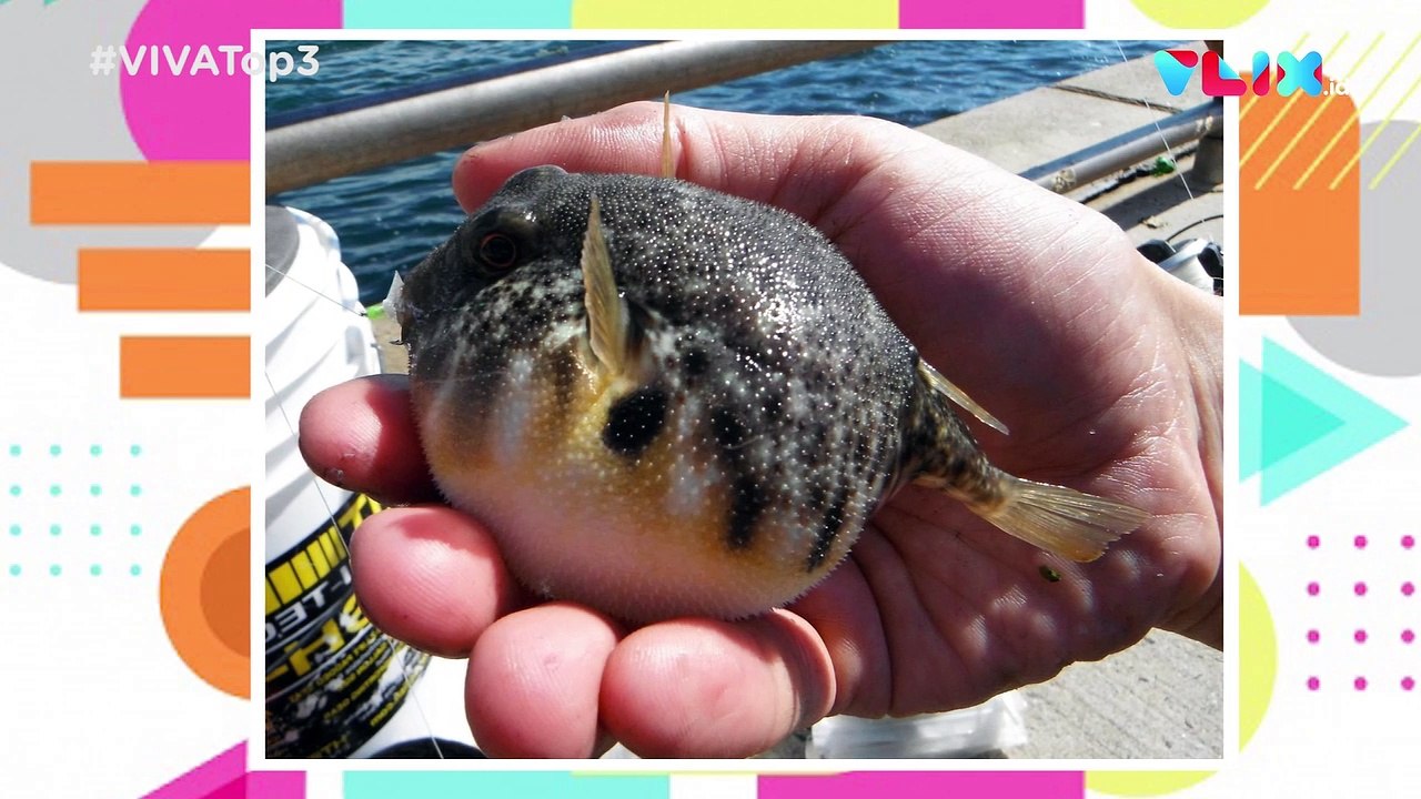 PPh Dibayari, Pandemi Corona dan Racun Ikan Buntal