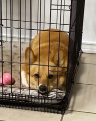 Corgi in a Bad Mood Disapproves of Her Cage