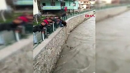 Hayvan SOS: Irmakta mahsur kalan kediyi vatandaşlar kurtardı