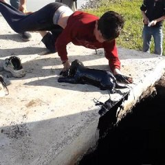 Diyarbakır'da atık petrol kuyusuna düşen yavru köpeklerin yardımına çocuklar koştu