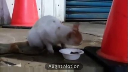 What an amazing cat and rat fight and red dress girl you should see them