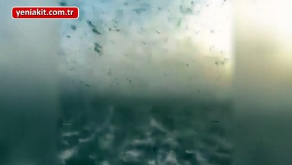 Çekirge istilası Kur'an-ı Kerim'de bakın nasıl anlatılıyor