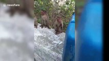 Generous man provides water for parched monkeys in south India