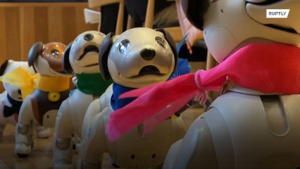 Robo-dogs go mutts for weekly Aibo play dates at Tokyo cafe