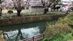 川の横にある桜 群馬 - Japan - Sakura flowers beautyful next to the River ♥