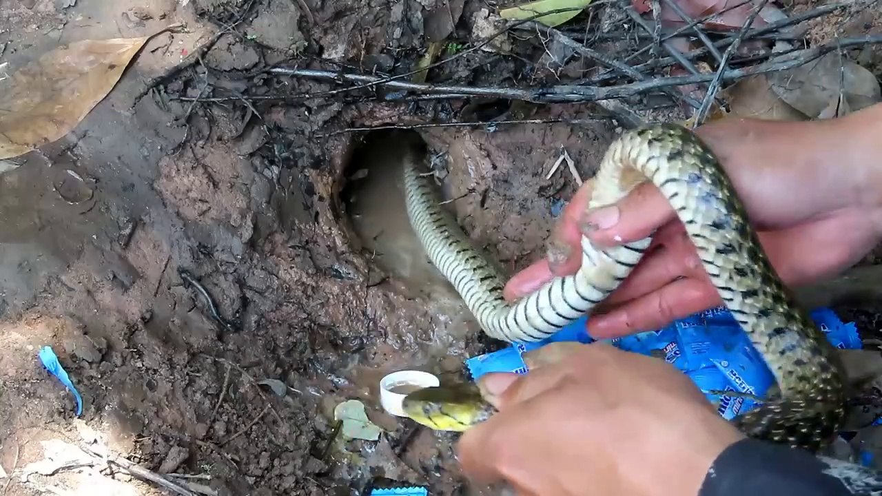 Experiment :  Coca Cola Vs Mentos Catching Water Snake From Deep Underground Hole - Coca Cola Vs Snake