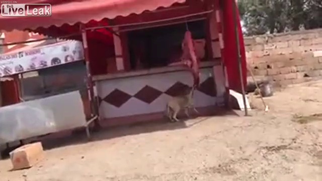Watch the dog forbidden meat