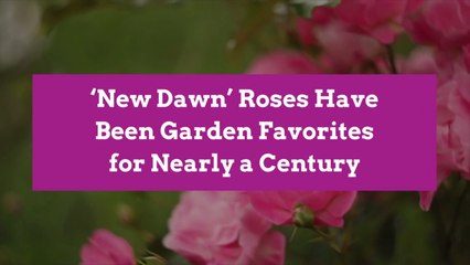 ‘New Dawn’ Roses Have Been Garden Favorites for Nearly a Century