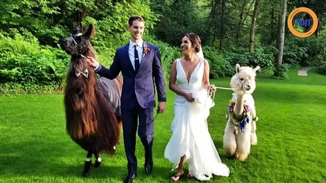 Inviter des lamas à son mariage est devenu tendance