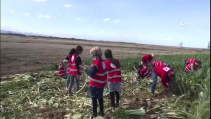 Genç Kızılay Gönüllüleri tarlada çalışan kadınların yerine pırasa topladı
