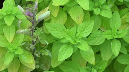Marjoram Explained: Flavor Profile & Best Substitutes 🌿