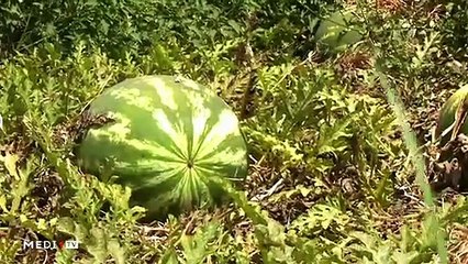 يوميات الفلاح - 12/03/2020