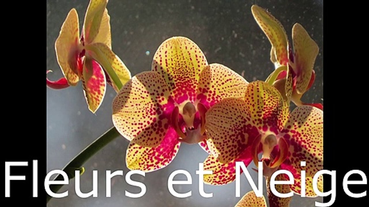Fleurs et Neige