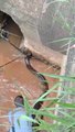 Ces ouvriers découvrent un énorme anaconda piégé dans les égouts