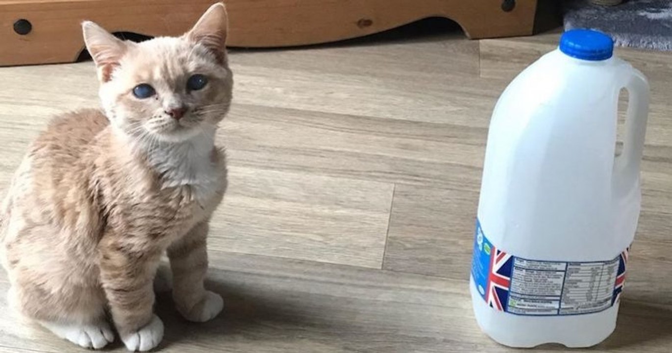 Souffrant de nanisme, cet adorable chat a gardé l'apparence d'un chaton