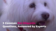 3 Common Pet Etiquette Questions, Answered by Experts