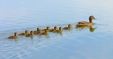 Cette canne sauve ses 10 canetons piégés dans la piscine