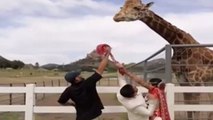 Image of the Day: Giraffe tries to steal groom's turban during wedding photoshoot