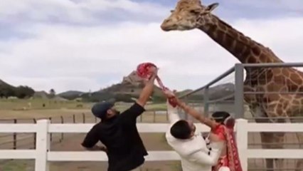 Image of the Day: Giraffe tries to steal groom's turban during wedding photoshoot