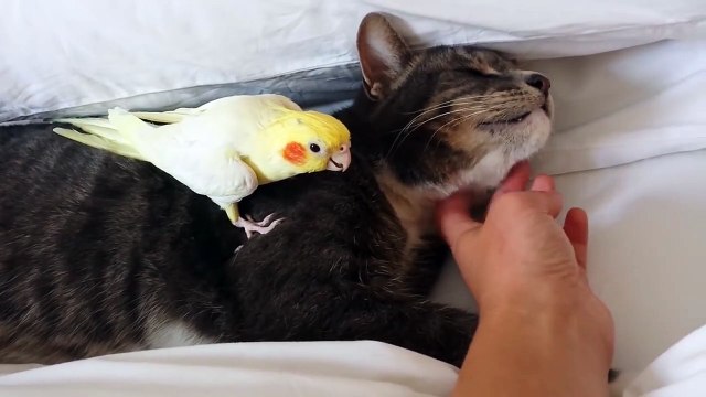 Cet oiseau protège le chat... adorable