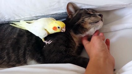 Cet oiseau protège le chat... adorable