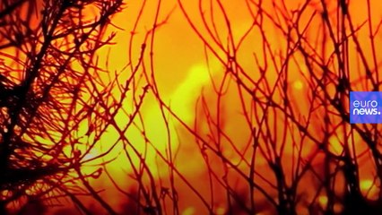 Cómo el fuego convirtió a un cabrero en un migrante climático en la "España vaciada"