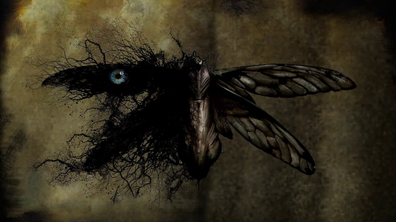 MOTH - freedom