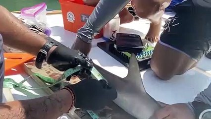 Tubarões-martelo rastreados