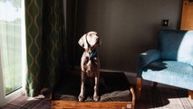 This Hotel in the English Countryside Gives Local Shelter Dogs a Luxury Day Every Month