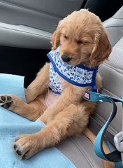 Doggo Struggling to Stay Awake Before a Hike