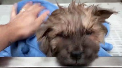 Adorable Chow Chow Puppy Getting a Bath