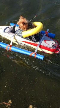 Yorkie Loves to Go Boating