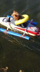 Yorkie Loves to Go Boating