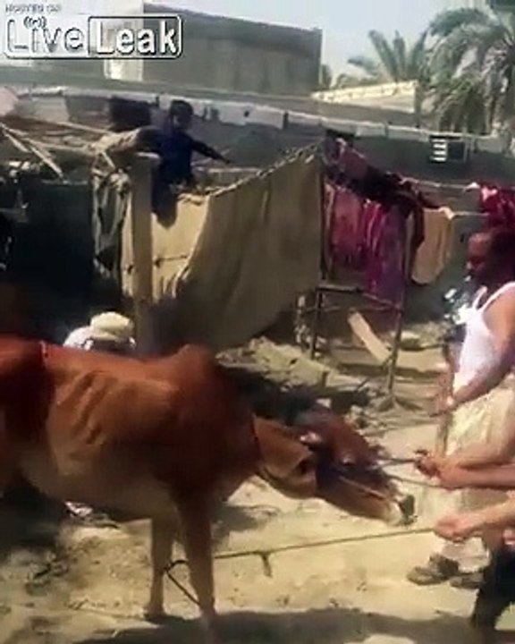 Vache rebelle, elle détruit la cour de la ferme lol