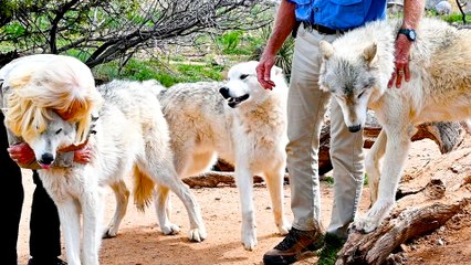 Meet the Wolf Pack at Out of Africa Wildlife Park