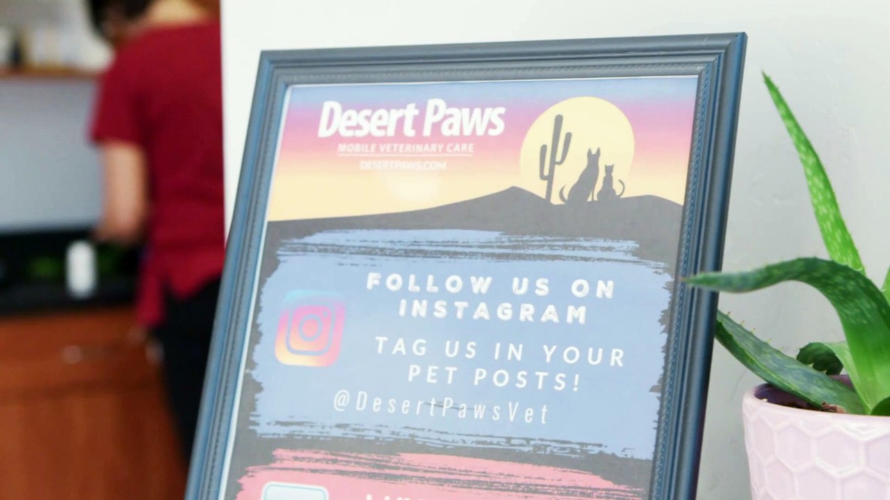 Dog & Cat Dentistry | Tucson, AZ | Desert Paws Mobile Veterinary Care