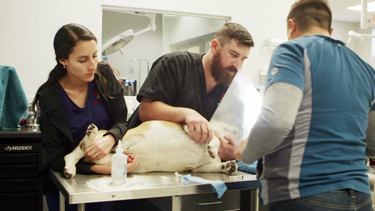 Veterinary Surgery | Tucson, AZ | Desert Paws Mobile Veterinary Care