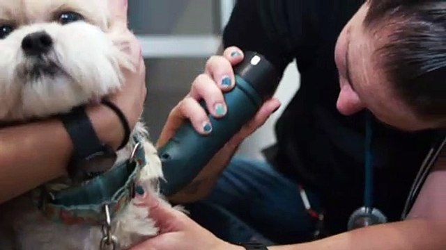 In-Home End of Life Pet Care | Tucson, AZ | Desert Paws Mobile Veterinary Care