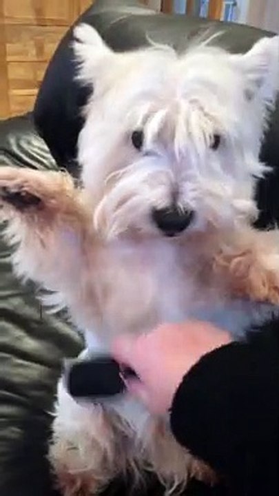 Dog Stands to Get Brushed