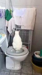 Adopted Cat Knows How to Use Toilet