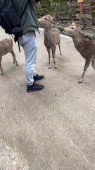Deer Nips A Bit Too Close for Comfort
