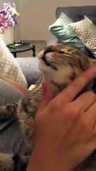 Rescue Cat Wants Human's Help in Grooming