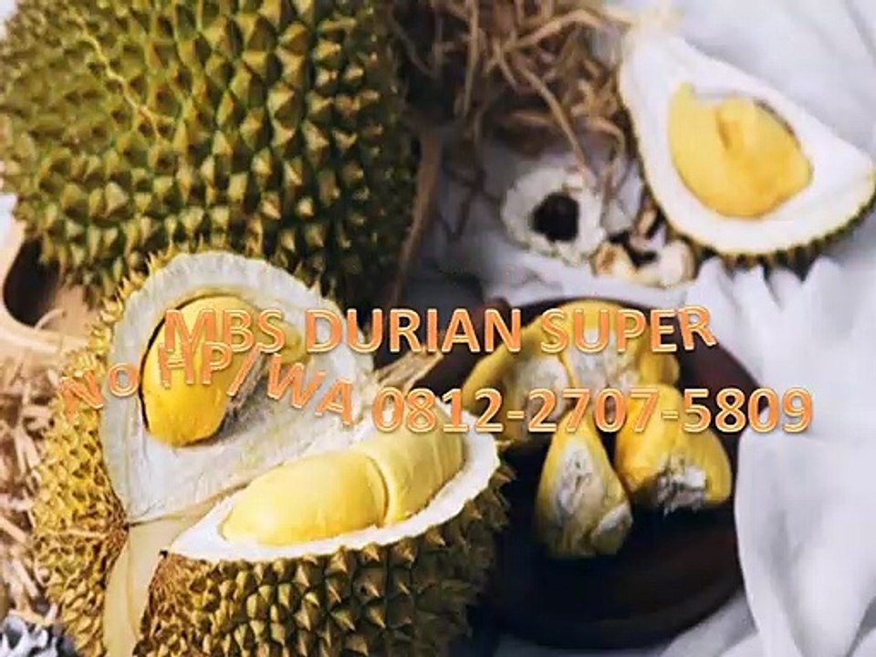 GROSIR, WA 0812-2707-5809, Bibit Durian Akar 3 Sulawesi Selatan